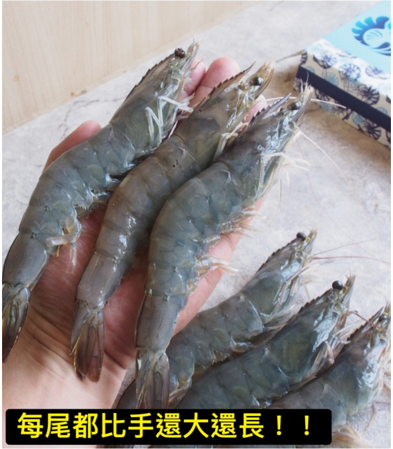【鮮浪】巨石蝦森 大白蝦 600g/盒