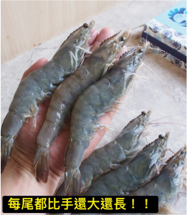 【鮮浪】巨石蝦森 大白蝦 600g/盒