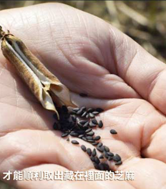 【農夫爸比】臺灣黑芝麻糖/芝麻花生糖