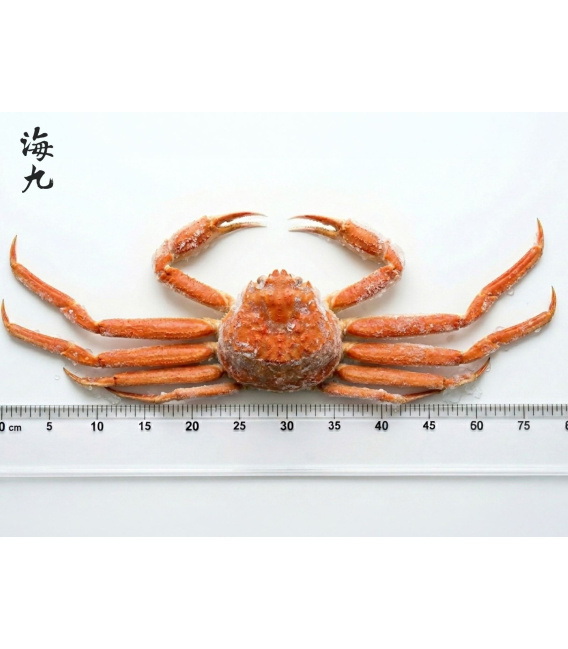 韓國熟凍整隻正松葉蟹
